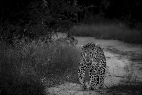 Fixed gaze Dewald Tromp.jpg