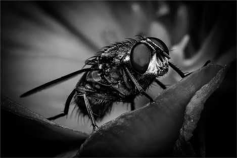 MO001-The Fly.jpg
