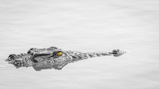 SS001-croc lurking .jpg